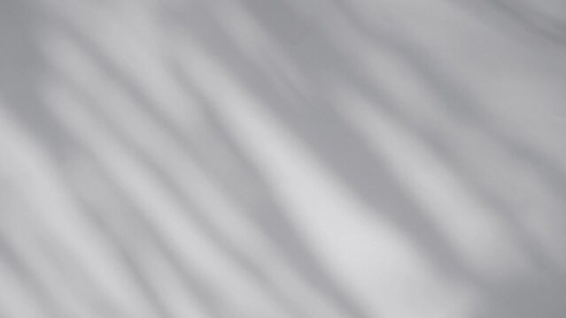 shadow of palm leave sway in the wind. on white background