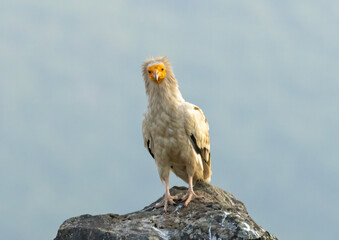Egyptian vulture in natural habitat in Bulgaria