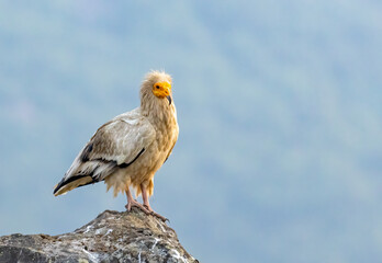 Egyptian vulture in natural habitat in Bulgaria