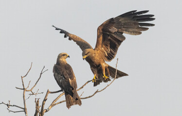 Black Kite in natural habitat