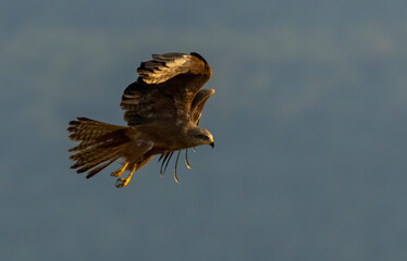 Black Kite in natural habitat