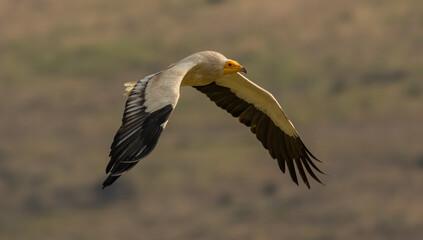 Egyptian vulture in natural habitat in Bulgaria