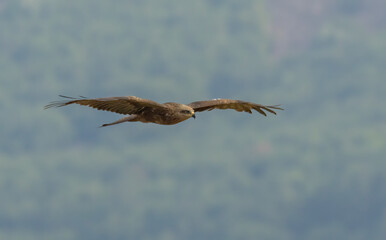 Black Kite in natural habitat