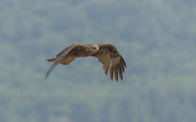 Black Kite in natural habitat