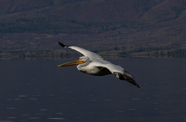 Dalmatian Pelican of Kerkini Lake
