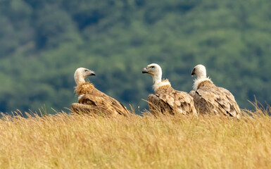 Griffon Vulture (Gyps fulvus) on feeding station