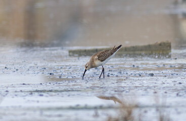 Dunlin (Calidris alpina) in natural habitat