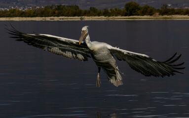 Dalmatian Pelican of Kerkini Lake