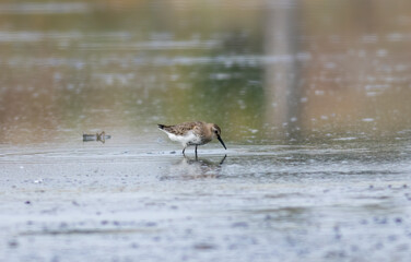 Dunlin (Calidris alpina) in natural habitat