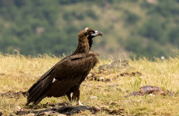Cinereous vulture sitting on feeding station