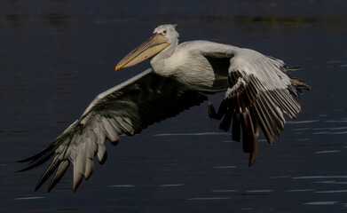 Dalmatian Pelican of Kerkini Lake