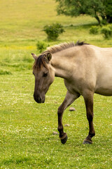 Semi wild horses (Tarpans) reintroduced in Bulgaria