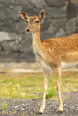 Female European fallow deer (Dama dama) walking