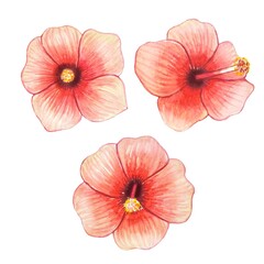 Hand drawn hibiscus buds,watercolor illustration
