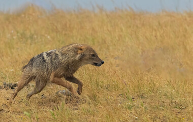 Golden Jackal in a natural habitat