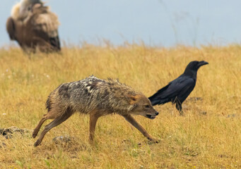Golden Jackal in a natural habitat