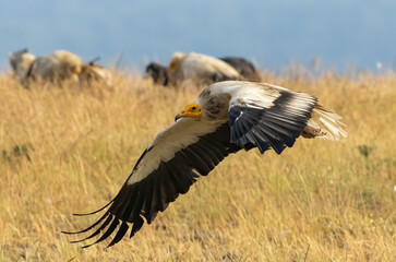 Egyptian vulture in natural habitat in Bulgaria