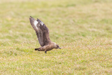 great skua (stercorarius skua) landing in grassland - 734728094