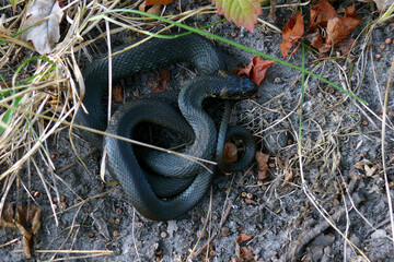 snake in the forest