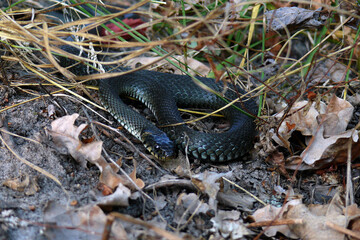 snake in the forest
