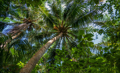 Fototapeta premium Palm trees in a dense green forest.