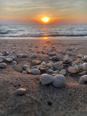 Fototapeta na wymiar Sea shells on wet sand, sea waves on the golden sand at beach. Sunset on tropical island, ocean beach, Sea shells on the seashore.
