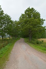 Fototapeta na wymiar Gravel road with trees next to it in cloudy summer weather.