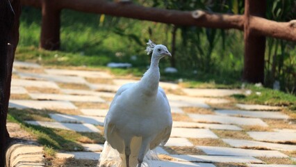 Grey crowned peacock walking on footpath of woods 