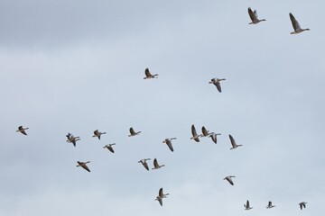 Flock of greylag goose (Anser anser) in flight against a cloudy sky.