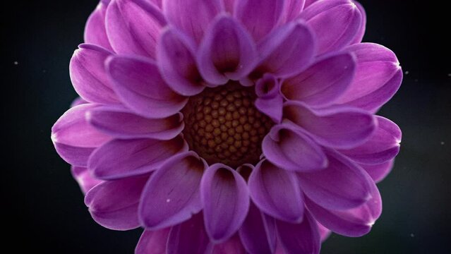 花のイメージ映像 暗いピンクの丸い花