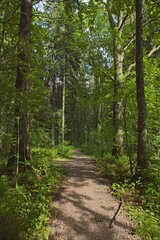 An empty gravel path in a green dense forest surrounded by tall trees in summer.