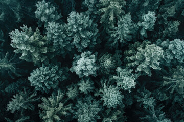 Obraz premium Captivating aerial view of lush forest filled with trees. Perfect for nature enthusiasts and environmental themes