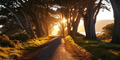 A highway leading through a grove of ancient trees, with the sun rising between the trunks