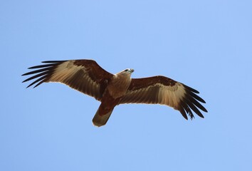 A brahminy kite(Haliastur indus)in flight.this photo was taken from Bangladesh.