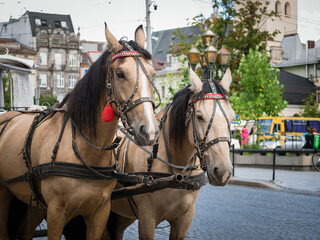 Naklejka na ściany i meble Harnessed pair of horses on a city street