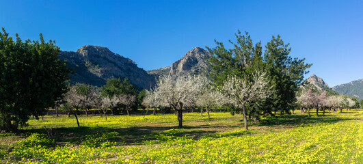 Fototapeta na wymiar Idyllic Spring View of Almond Trees Blossoming in a Meadow Footed by Mountains