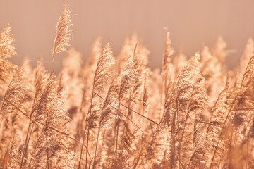 Obraz premium Glittering dry reed in trendy color peach fuzz. Color of the year 2024.