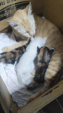 Induk kucing yang buta matanya menyusui anaknya 