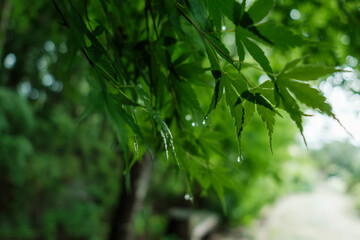 梅雨・初夏　雨の森　楓の葉に雨粒と滴　タイトルスペース