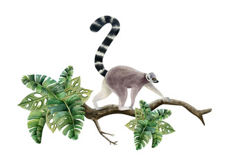Lemur walking along the branch with tropical leaves watercolor illustration isolated on white background. Funny realistic Madagascar tropical animal monkey with long tail © Elena Malgina