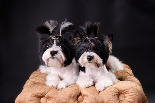 Studio photo of two beaver Yorkshire Terriers lying on a golden pouf on a black background