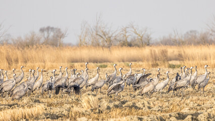 Sandhill cranes feeding in a field in the Camargue before the northward migration