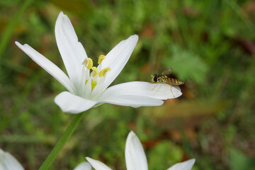 Obraz premium オオアマナ(Ornithogalum umbellatum)の花びらに止まっている蜂