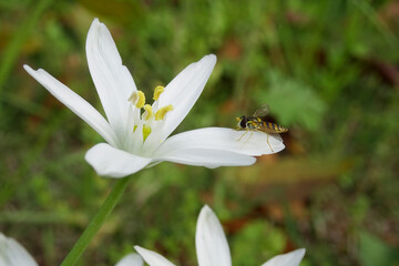 オオアマナ(Ornithogalum umbellatum)の花びらに止まっている蜂