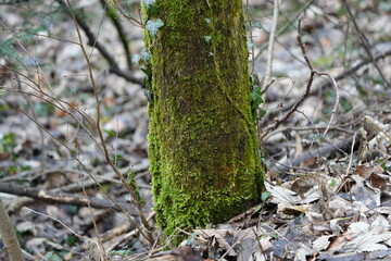moss on tree in an autumn bleak environment