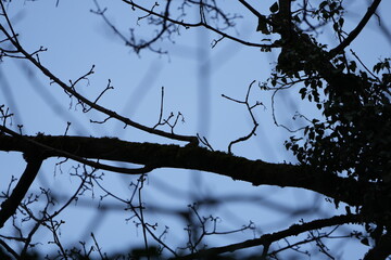 branches against blue sky