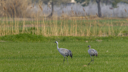 Obraz na płótnie Canvas Sandhill cranes feeding in a meadow of green grass before setting off on their long migration.