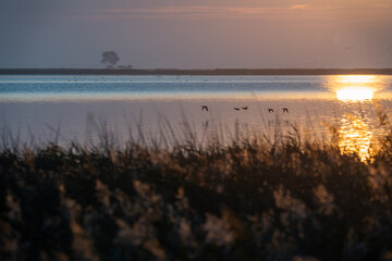 Boddenlandschaft bei Prerow am Dar&szlig;. Seenlandschaft Prerow im Fischland-Dar&szlig;-Zingst in Mecklenburg-Vorpommern