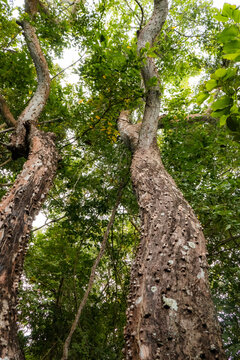 Trees growing in the forest at Arabuko Sokoke Forest in Malindi, Kenya