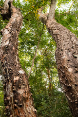 Trees growing in the wild at Arabuko Sokoke Forest Reserves in Malindi, Kilifi County, Kenya 